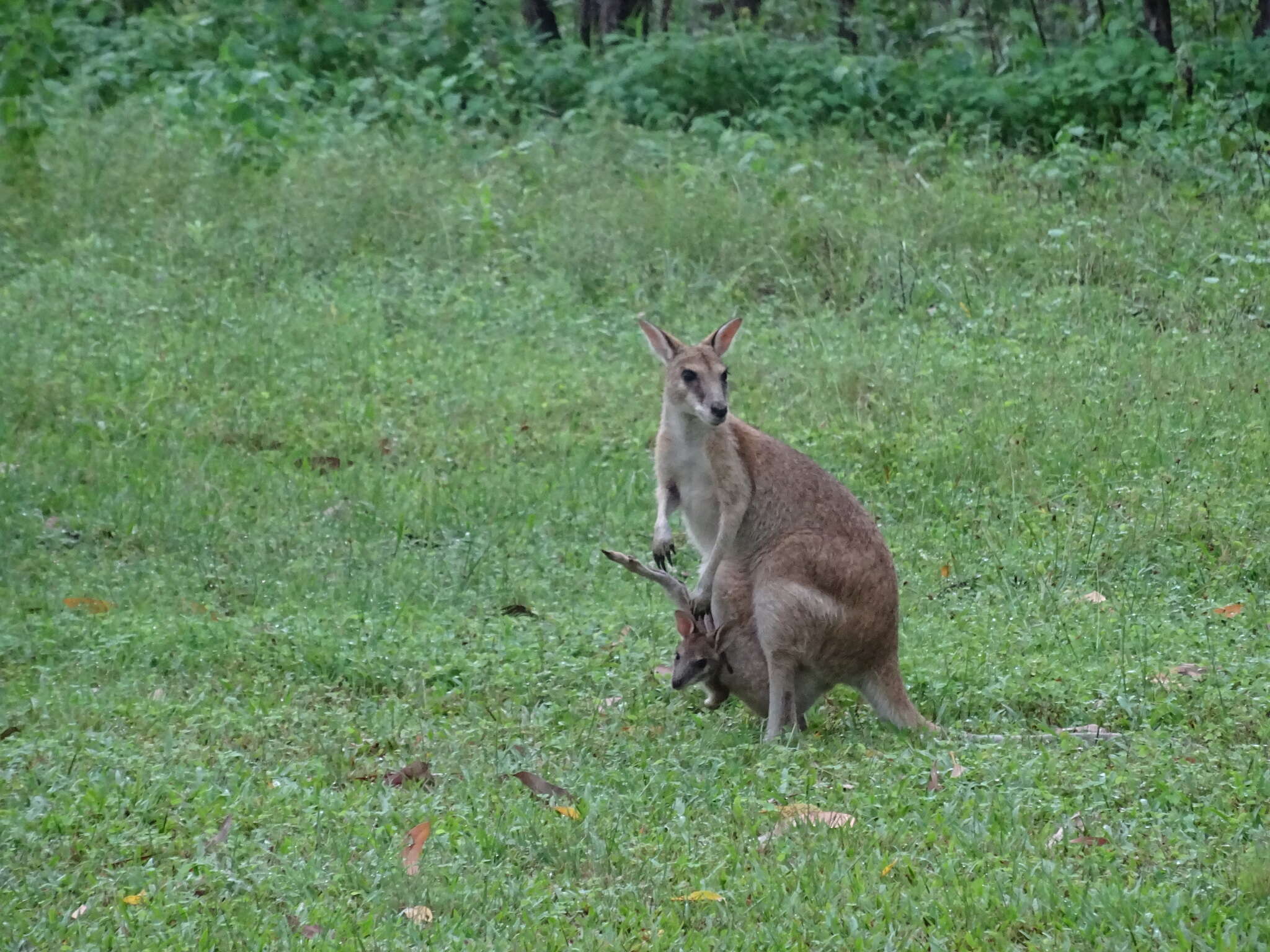 Image of Agile Wallaby