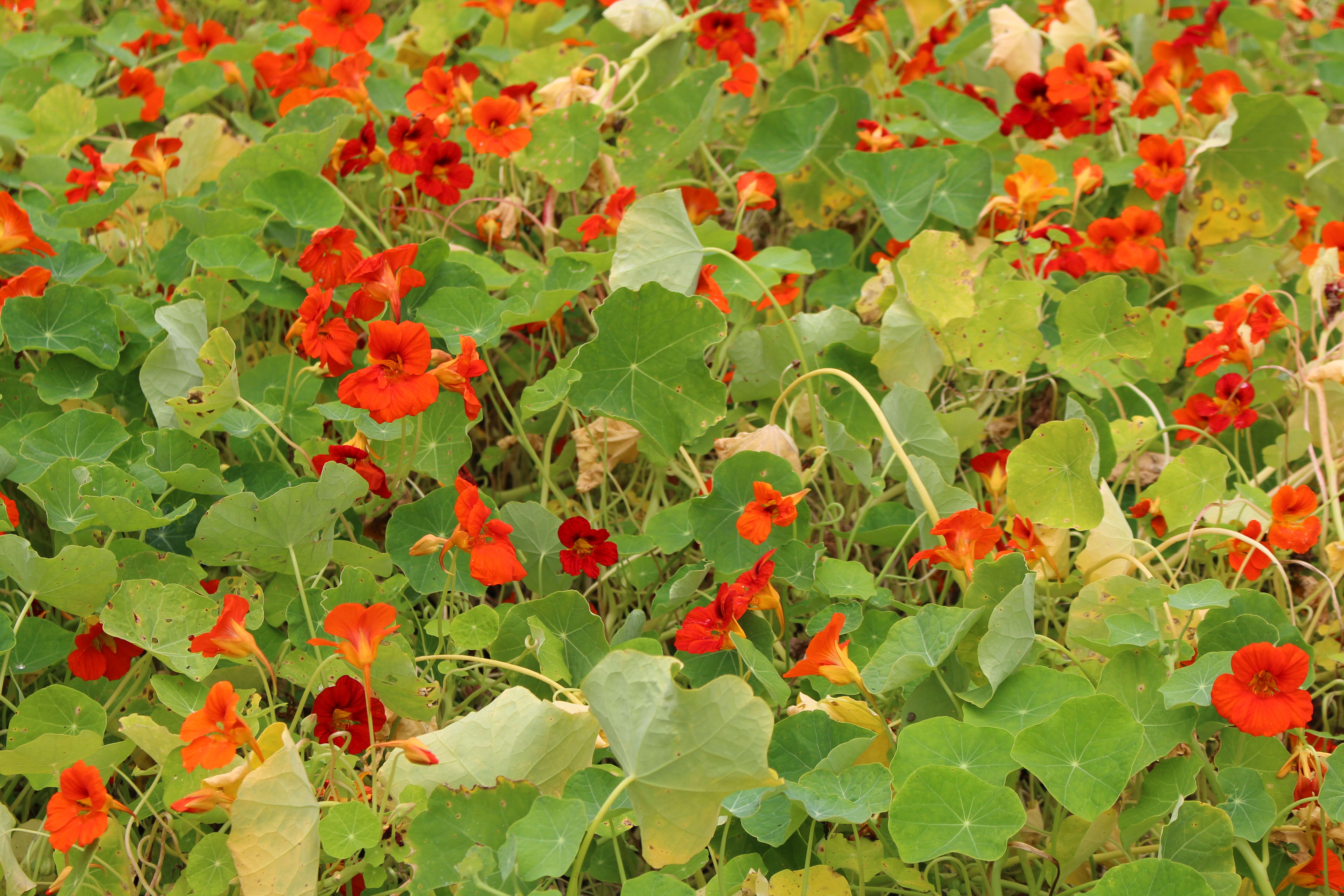 Image of nasturtium