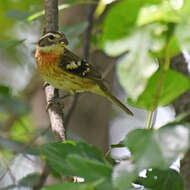 Image of Rose-breasted Grosbeak