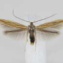 Image of Coleophora gardesanella Toll 1954