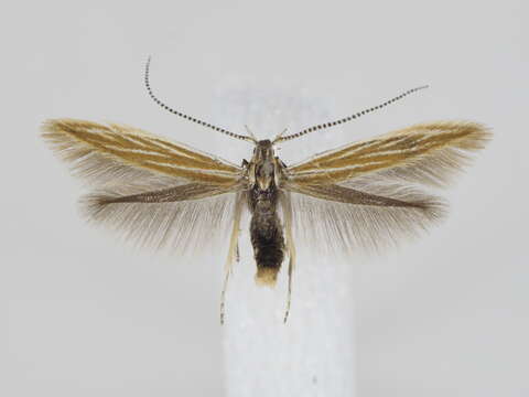 Image of Coleophora gardesanella Toll 1954