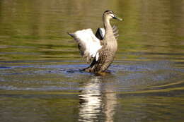 Image of Grey Duck