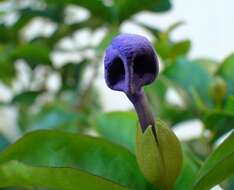 Brunfelsia uniflora (Pohl) D. Don resmi