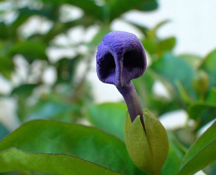 Brunfelsia uniflora (Pohl) D. Don resmi