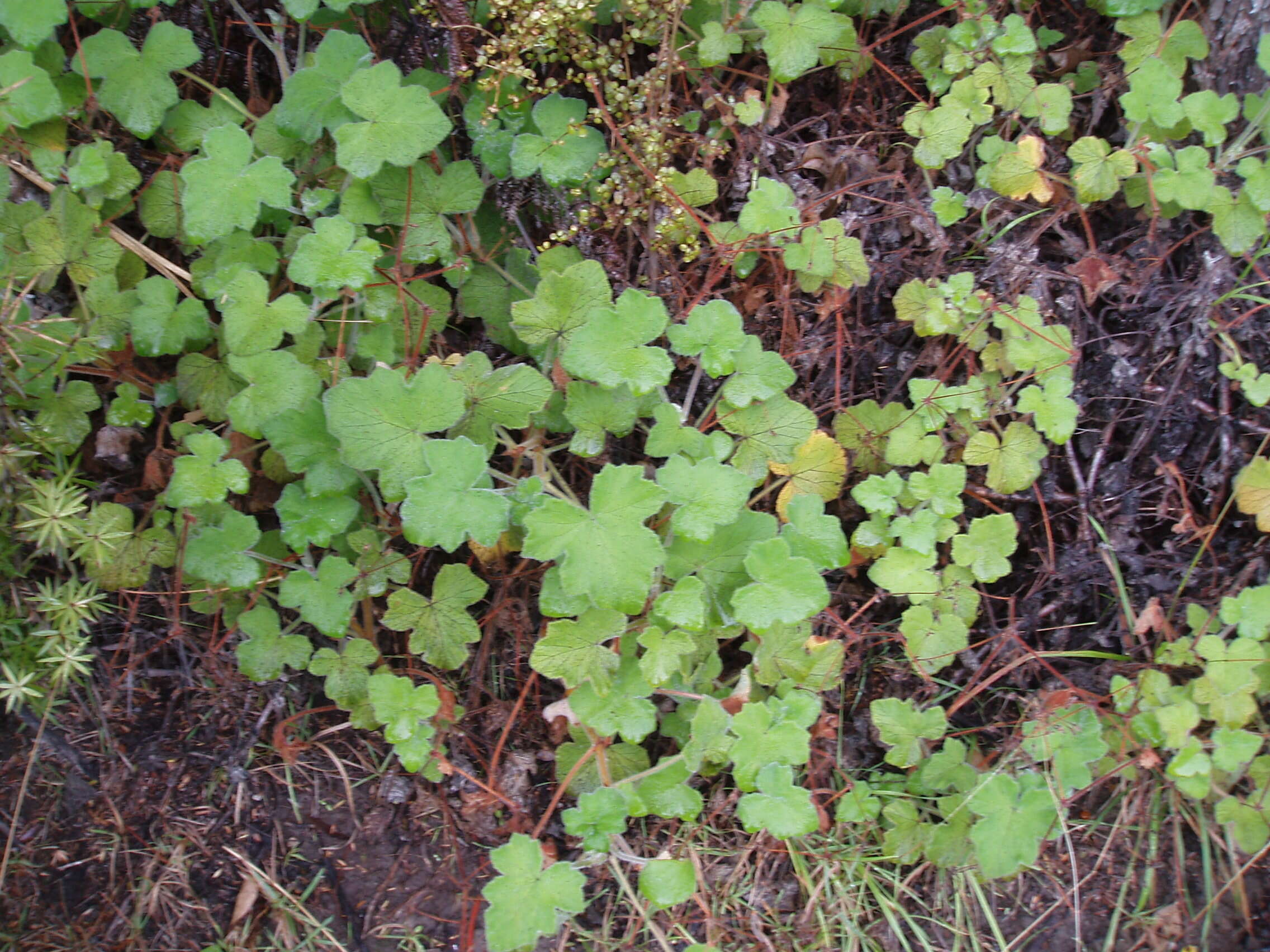 Image of Pelargonium tomentosum Jacq.