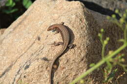 Image of Derjugin's lizard