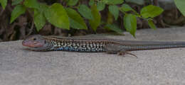 Image of Common Spotted Whiptail