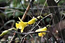Image of jonquil