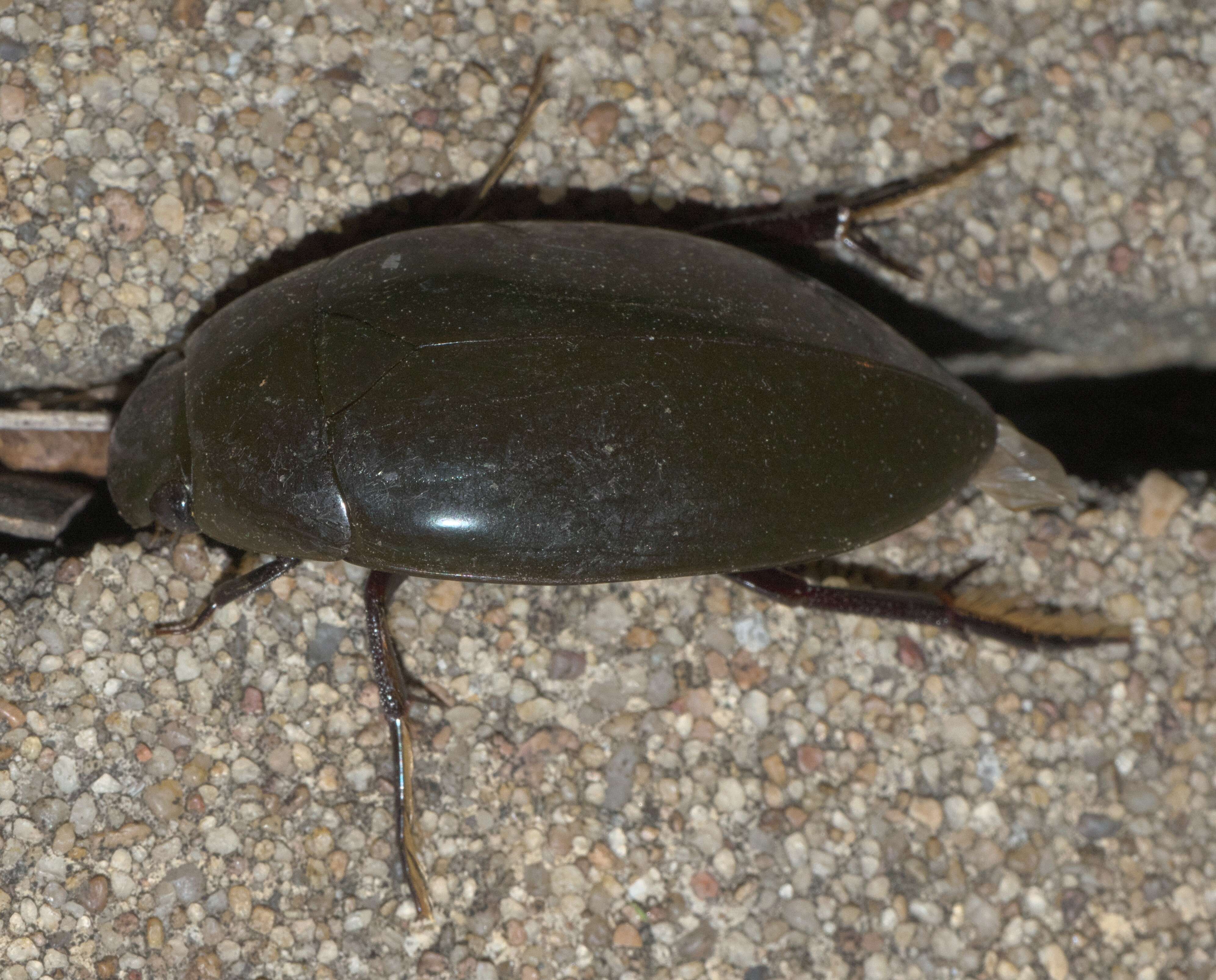 Image of Giant Black Water Beetle