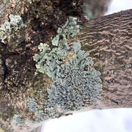 Image of rosette lichen