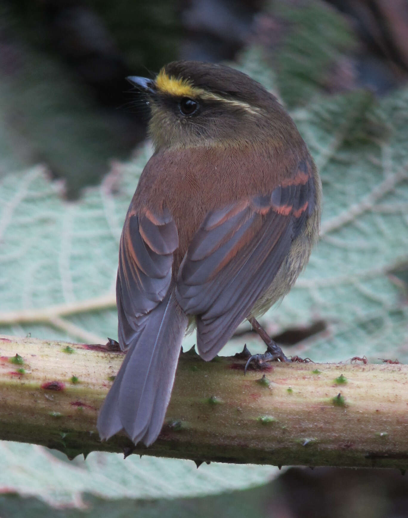 Silvicultrix diadema (Hartlaub 1843)的圖片