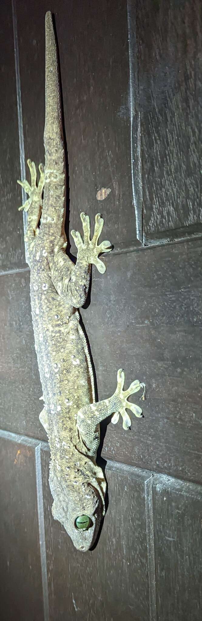 Gekko albofasciolatus (Günther 1867)的圖片