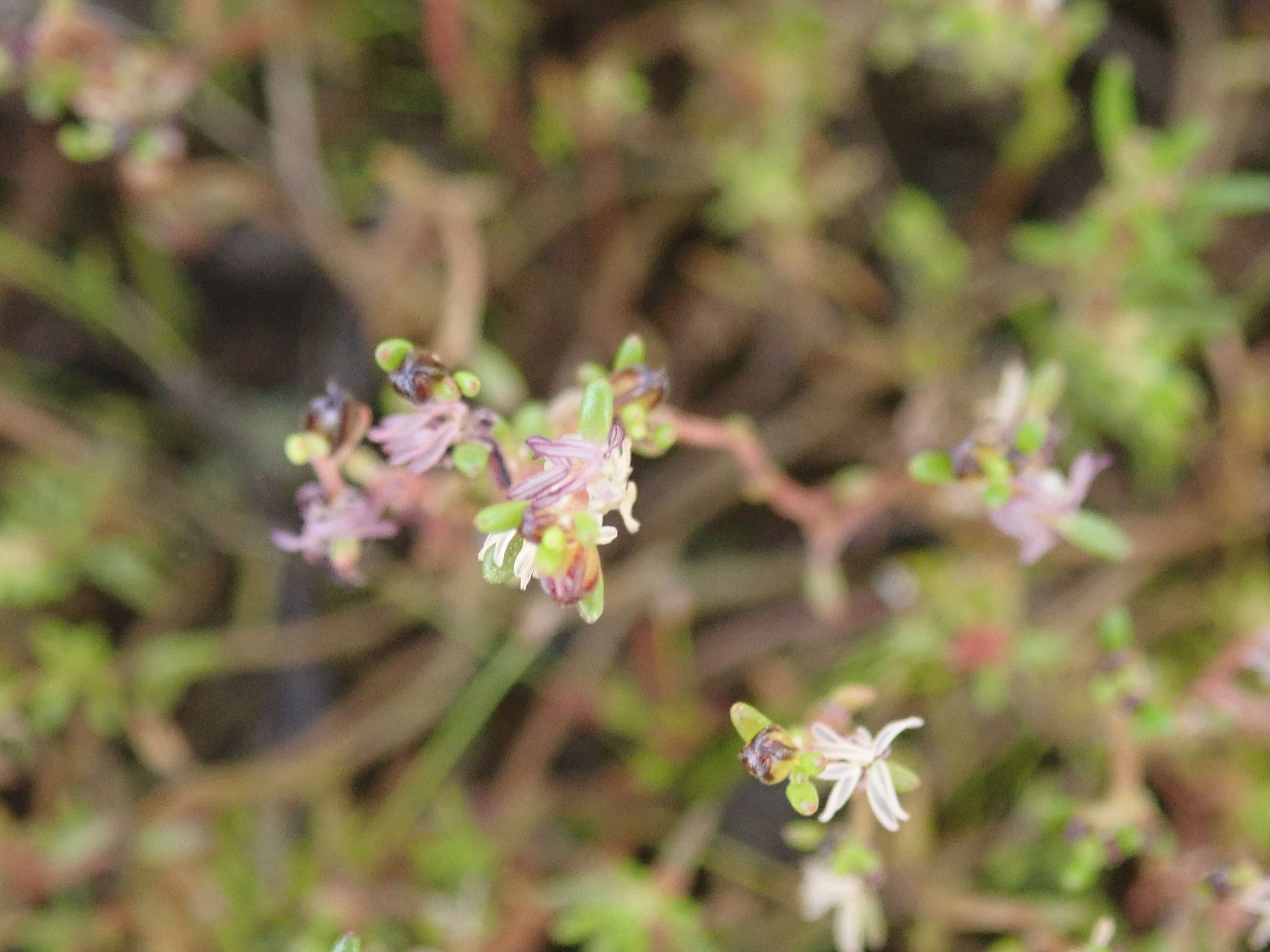 صورة Myriophyllum implicatum A. E. Orchard