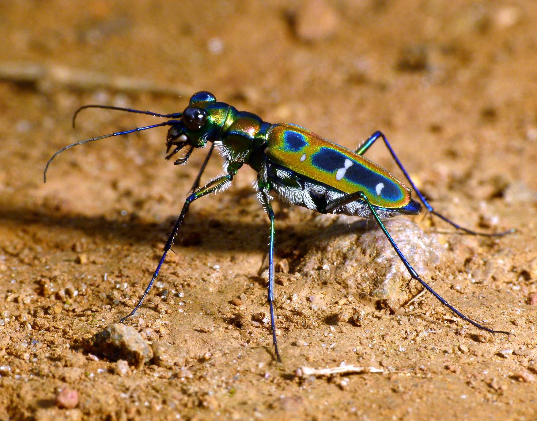 Image of Cicindela (Cosmodela) duponti Dejean 1826