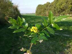 Image of Hollyleaved barberry