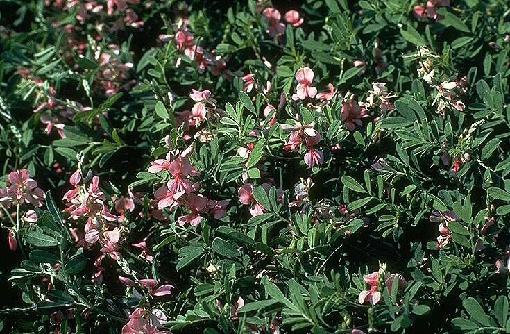 Imagem de Indigofera miniata Ortega