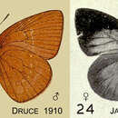 Image of Epitola tumentia Druce 1910