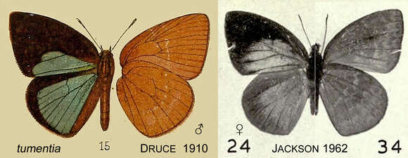 Image of Epitola tumentia Druce 1910
