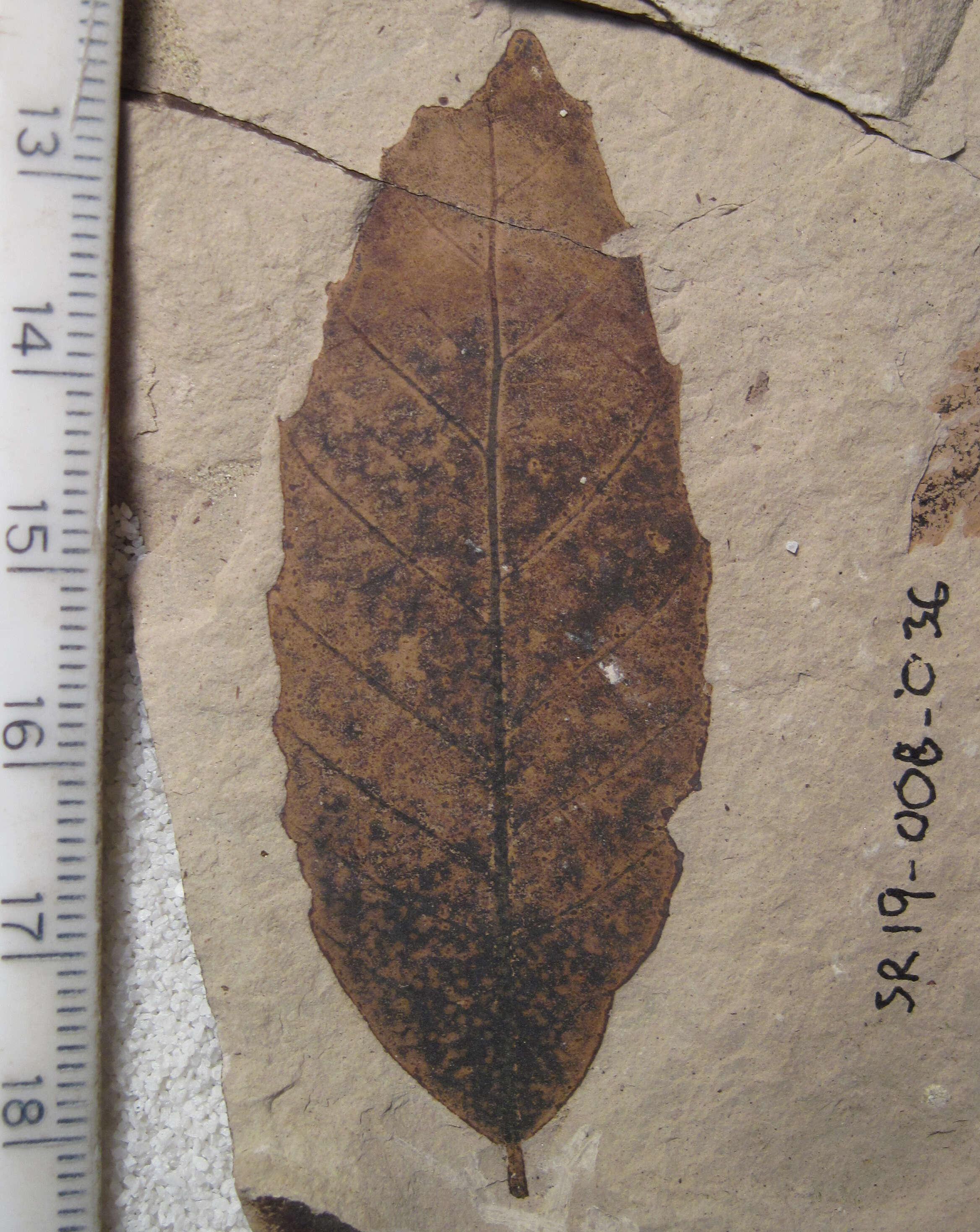 Image of Fagus langevinii