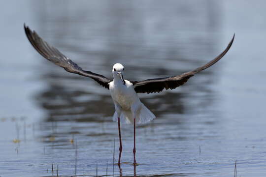 Image of Pied Stilt