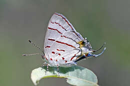 Image of Hemiolaus cobaltina