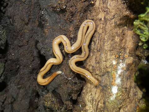 Geonemertes pelaensis Semper 1863 resmi