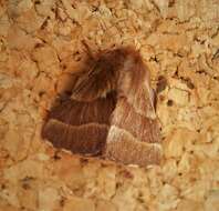 Image of lackey moth