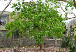 Image of threeleaf soapberry