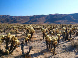 Image of Chollas