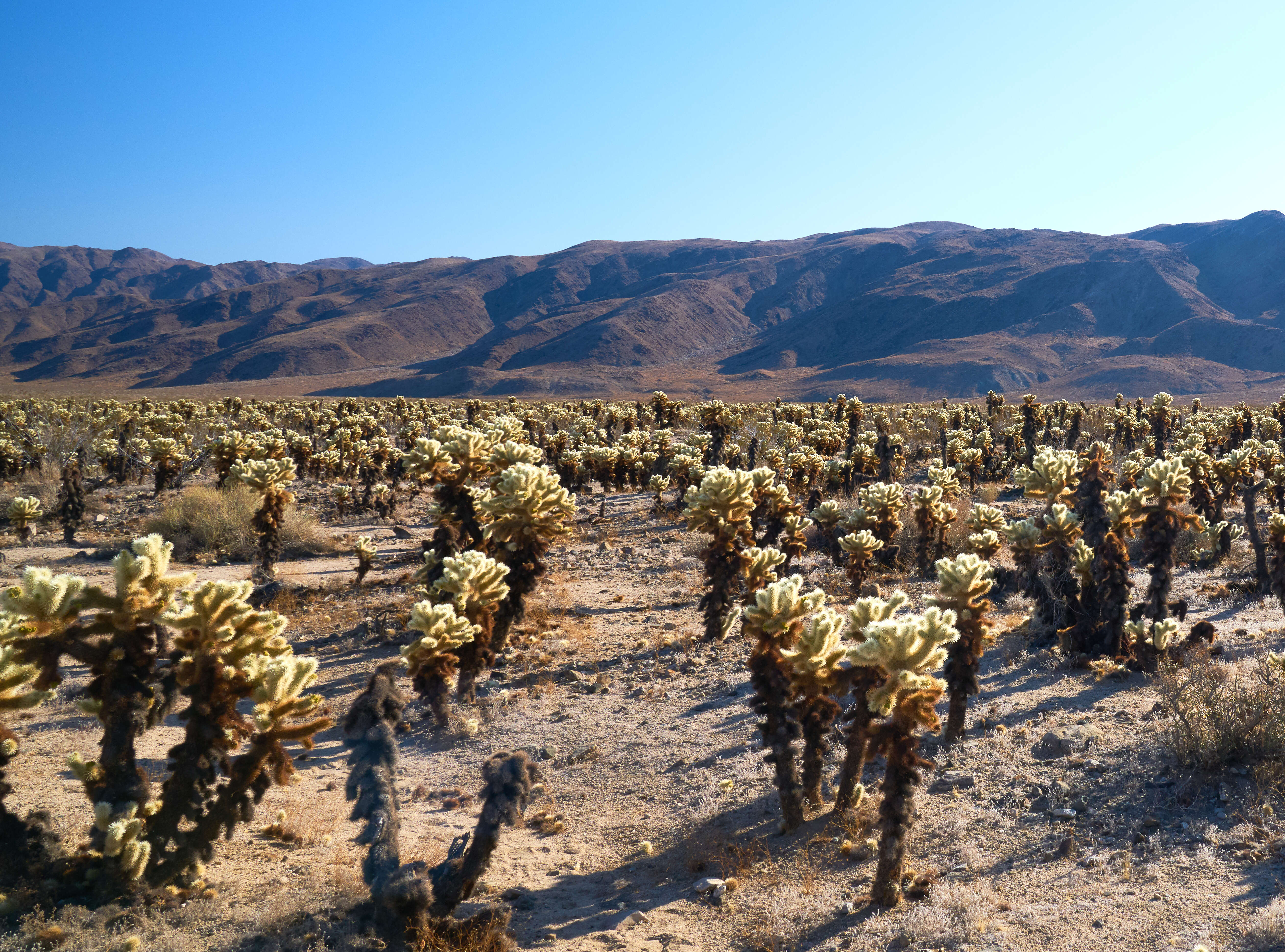 Image de Cylindropuntia