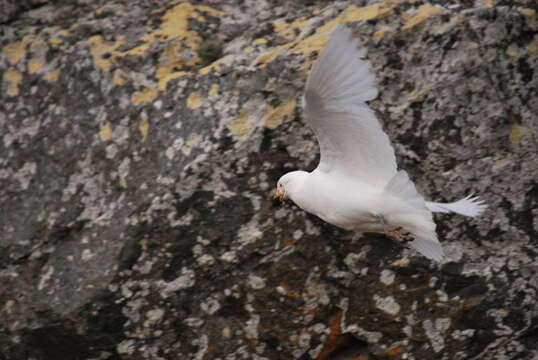 Image of Antarctic Giant-Petrel