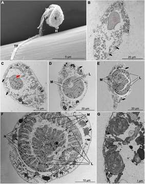 Image of alveolates