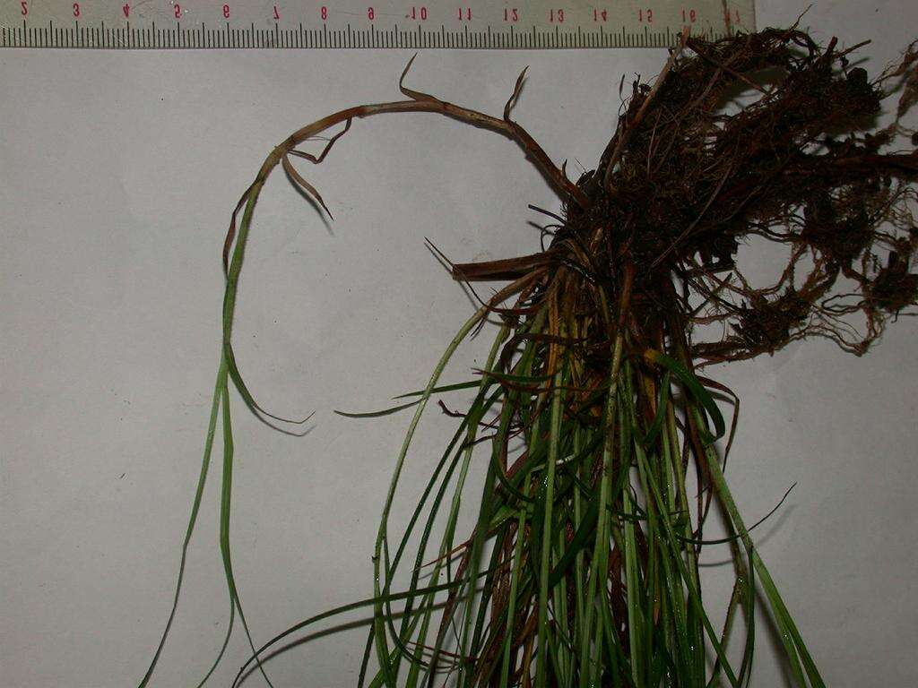 Image of Carex duvaliana Franch. & Sav.