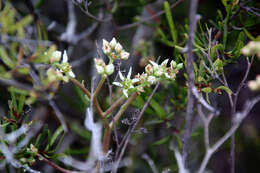 Image of Ladies' fingers