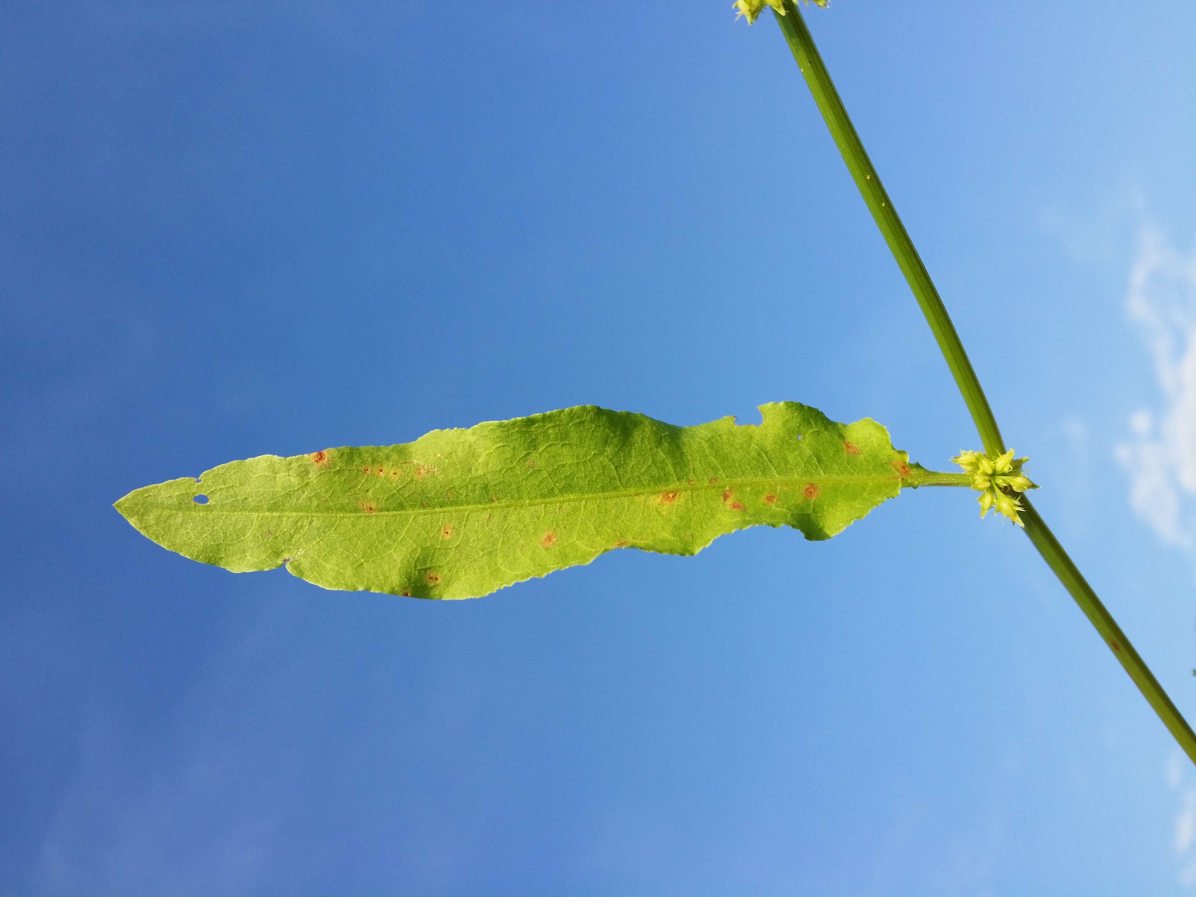 Rumex palustris Sm. resmi