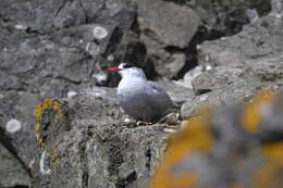 Image of Antarctic Tern