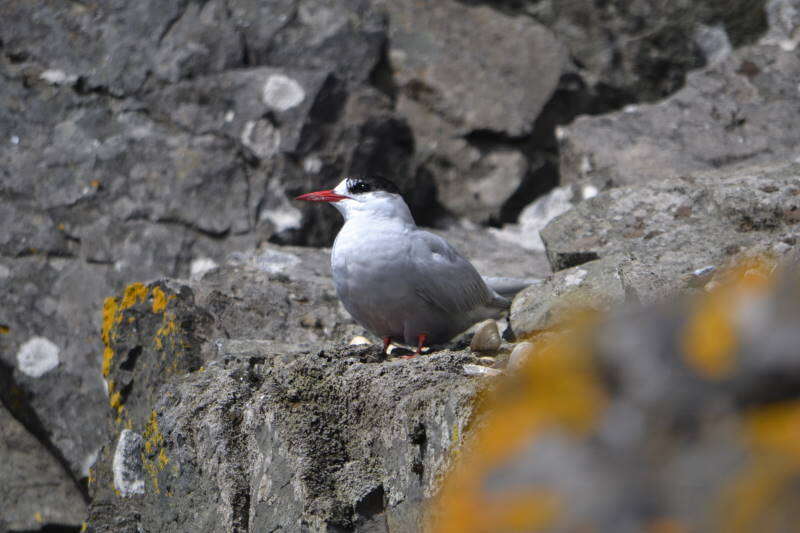 Image of Antarctic Tern