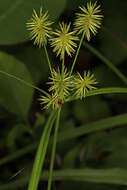 Image de Cyperus lancastriensis Porter