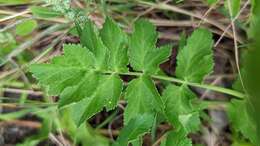 Image of wild parsnip