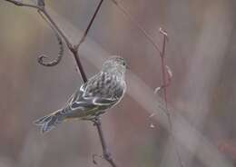 Image of Pine Siskin