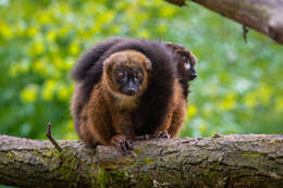 Image of Red-bellied Lemur