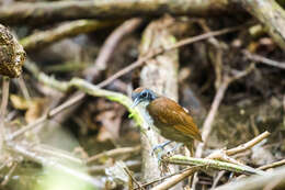 Image of Bicolored Antbird