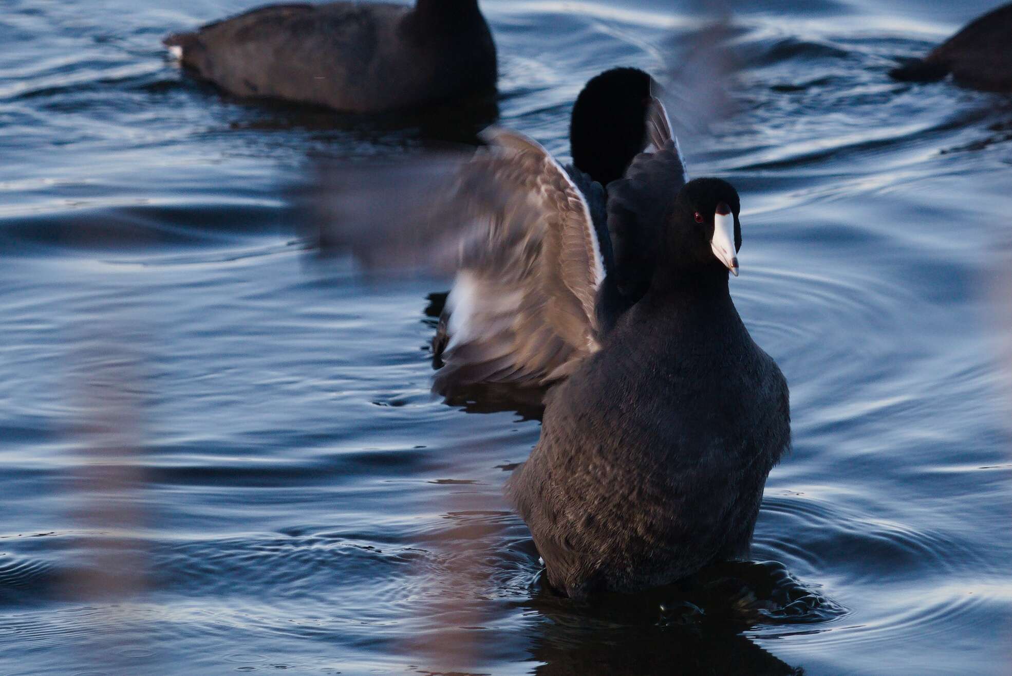 Image of Fulica Linnaeus 1758