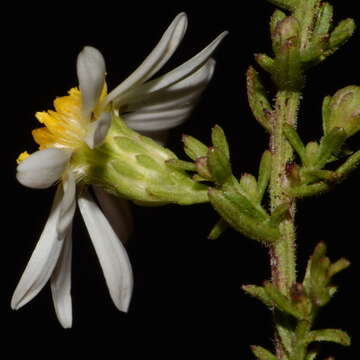 Image of Symphyotrichum estesii