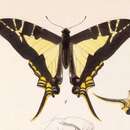 Слика од Protographium calliste (Bates 1864)