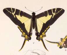 Image of Protographium calliste (Bates 1864)