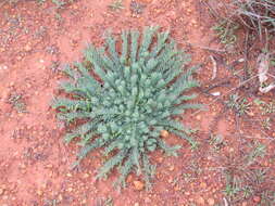 Image of Wreath Flower