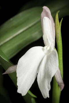 Image of Roscoea schneideriana (Loes.) Cowley