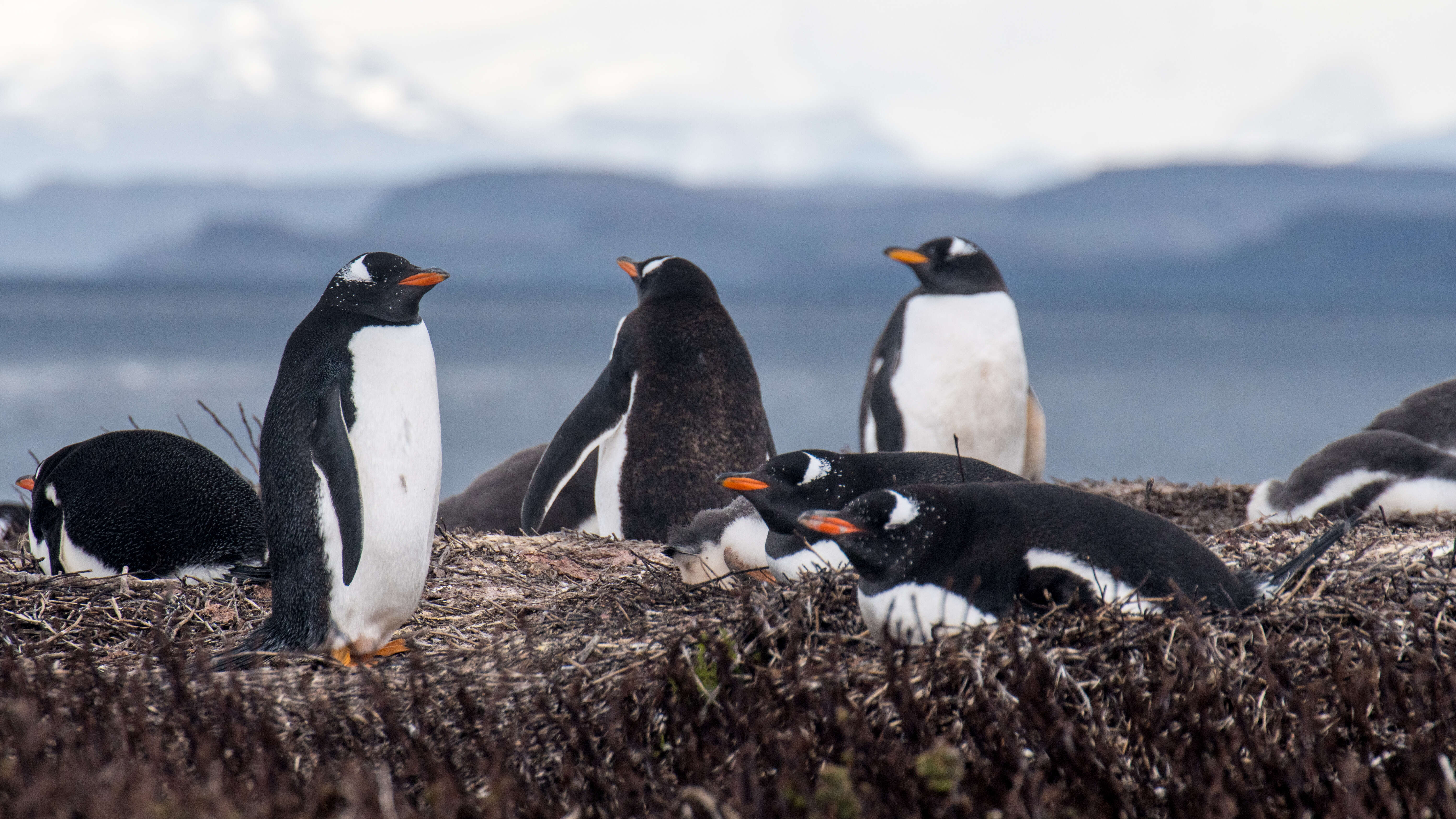 Image of Gentoo Penguin