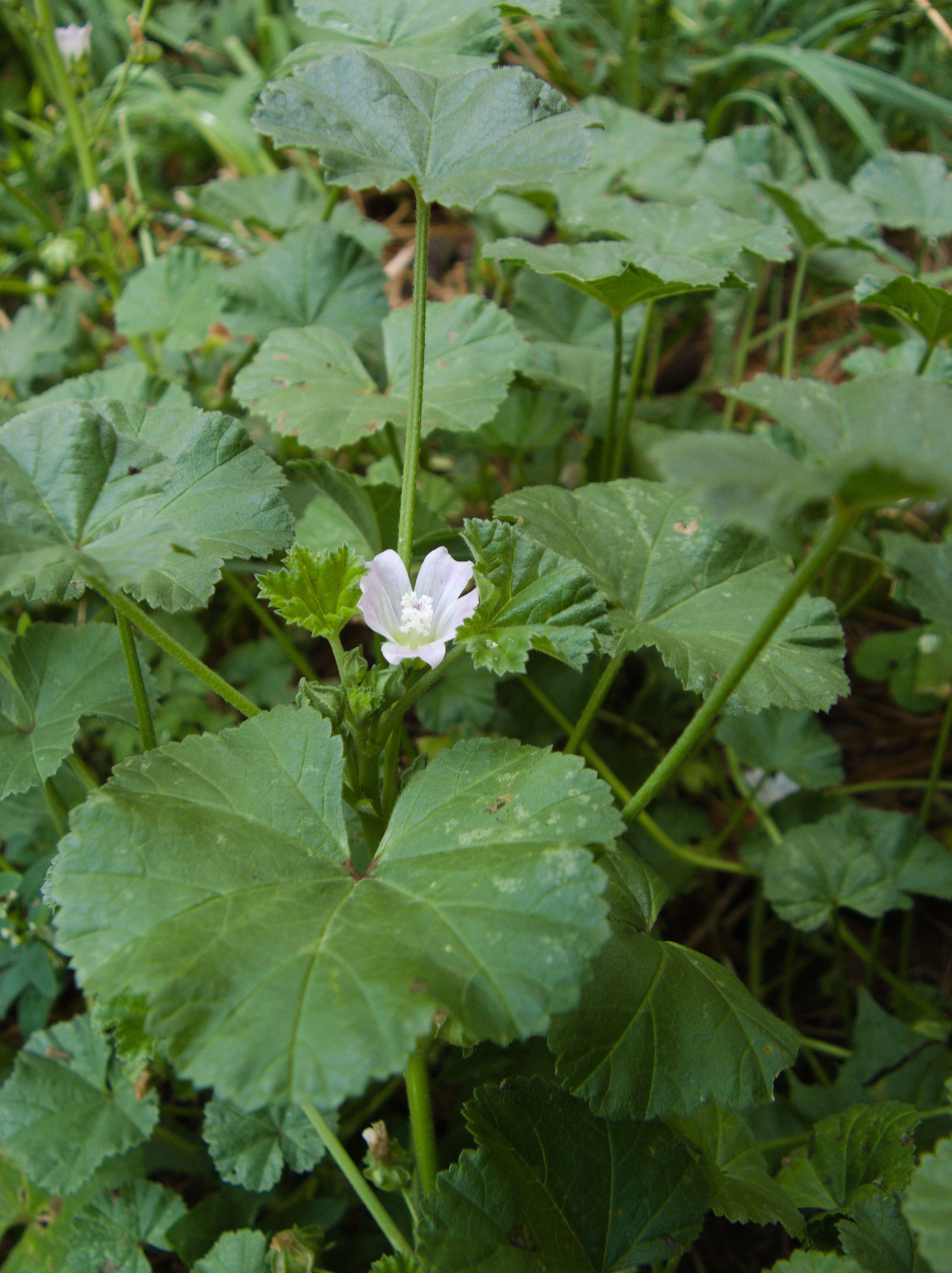 Image of common mallow